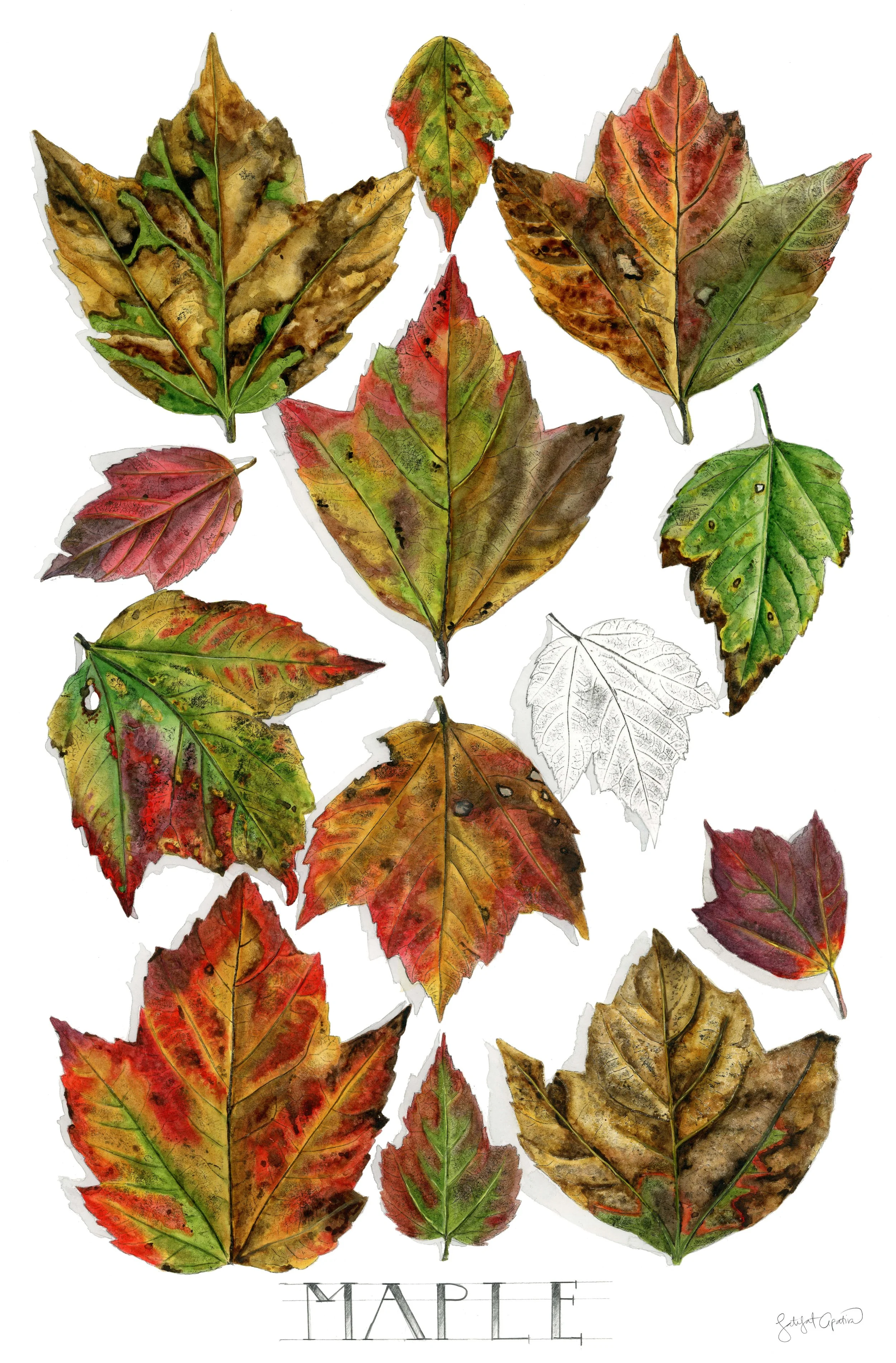 leaves of color — titilayola prints